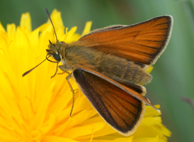 European Skipper